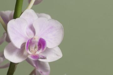 Phalaenopsis orchid flowers (butterfly orchid) © Alexander Kurlovich