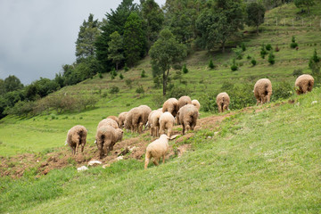 Sheep eating grass on the mountain. Doi Inthanon National park, Chiangmai, Thailand.