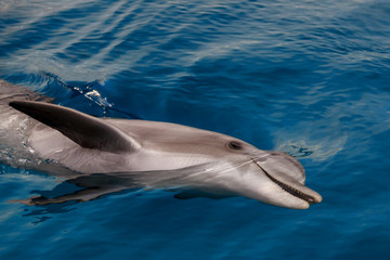 The yong Bottlenose dolphin is swimming in red sea