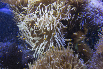 Many clownfishes in an anemone