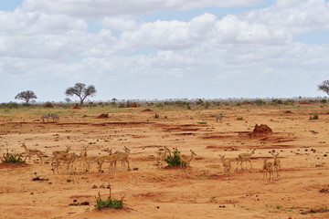 Fototapeta na wymiar Eine Herde Impalas im Tsavo Ost Kenia
