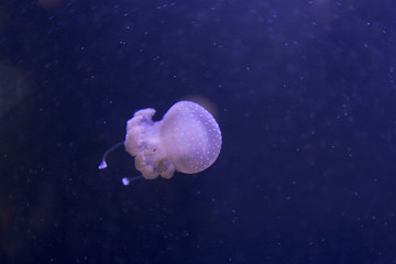 jellyfish isolated over blue background