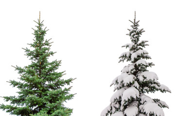 Two Christmas trees isolated on white background one with snow another without