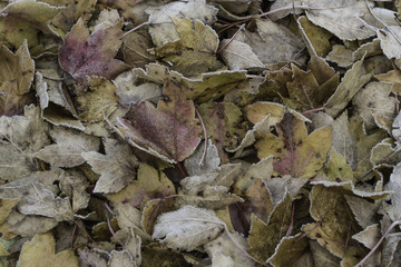 pile of Autumn leaves coated with frost on a cold winter morning