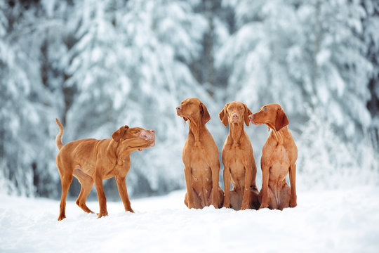 Cute red dog visla sitting in the snow, portrait