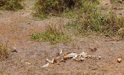 Naklejka na ściany i meble Skelett in der Savanne des Tsavo Ost in Kenia
