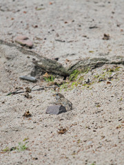 Sperling im Sand