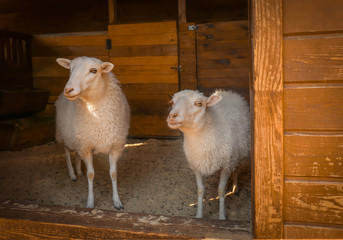 Cute sheep on farm