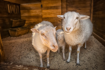 Fototapeta premium Sheep with cute lamb on farm