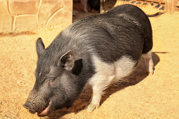 Cute pig on farm