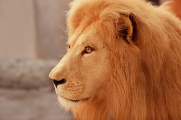 Beautiful lion in zoo