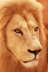 Portrait of beautiful lion, closeup