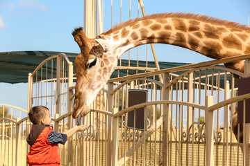 Little boy feeding giraffe in zoo