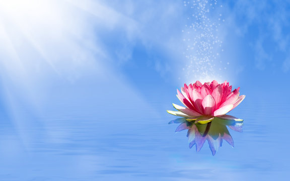 Fototapeta  magic lotus flower on the water