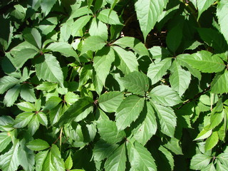 Fototapeta na wymiar Green ivy covered wall as background image