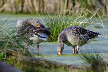 Graugans im Frühjahr während der Balz.