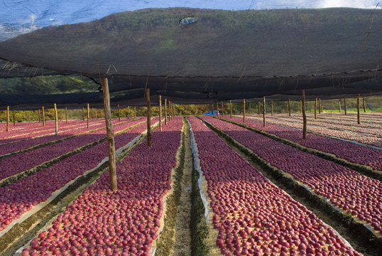 apple, mela annurca