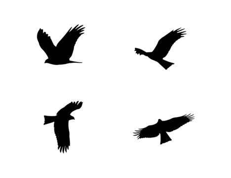 Eagle Various Flying Formation poses  black clean plain vector Illustration