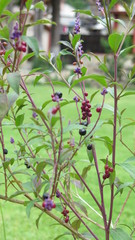 Original plant with greem leaves and purple berrries
