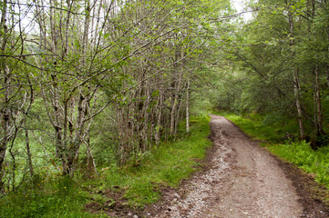 Obraz premium Typowy krajobraz z lasami i drzewami w Szkocji o nazwie Glen Afric