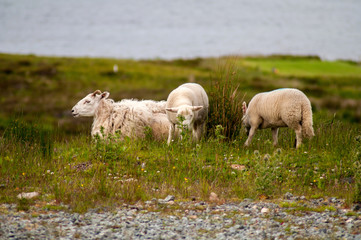 Obraz premium Free grazing sheep on the coast of Scotland