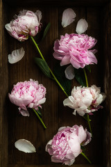 Fresh bunch of pink peonies on Old Wooden Rustic Tray