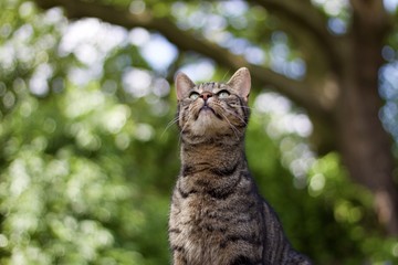 Tabby cat enjoying the outdoor 