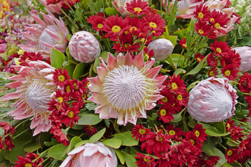 Bouquet of pink and red flowers as a background. Spring arrangement of flowers Protea cynaroides or king protea. 