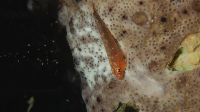 Whip coral goby - Bryaninops yongei