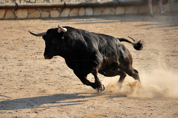 bull spanish