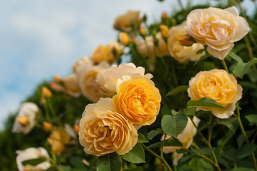 Bush of fresh yellow roses on the blue sky background. Beautiful tender rose with buds against a background of blurry green leaves.