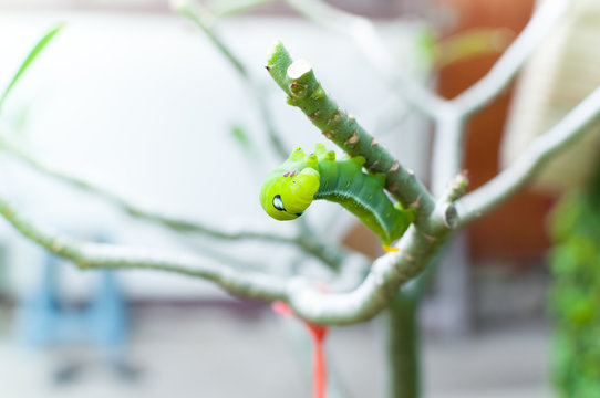 Caterpillar worm eating leaves nature in the garden
