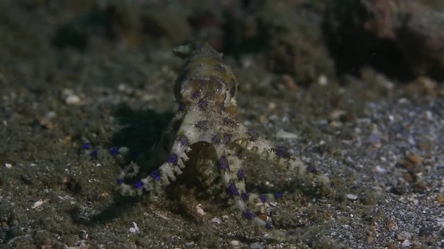 Blue ringed octopus walking on the seafloor