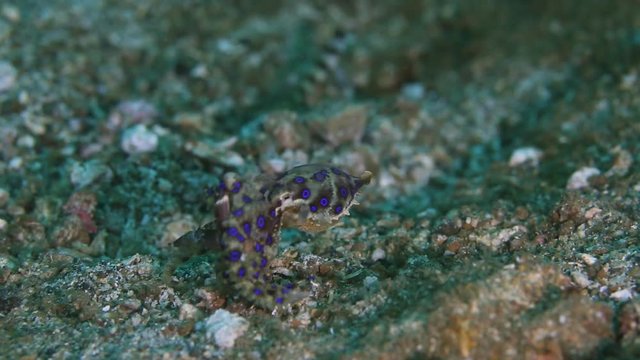 Blue-Ringed Octopus Catches Crab