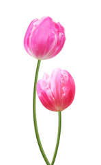 Two pink tulips, on white background.