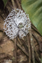 Lace Web Spider
