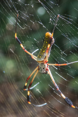 Golden Orb Spider