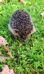 Igel2