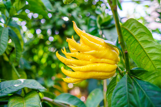 Yellow Organic Buddhas Hand Citrus Fruit with Fingers from Sicily - Powered by Adobe