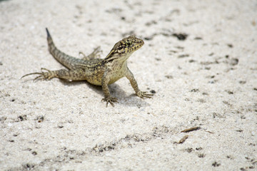 Lizard in the courtyard