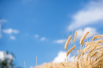 Dry ripe wheat spikes infront of sky