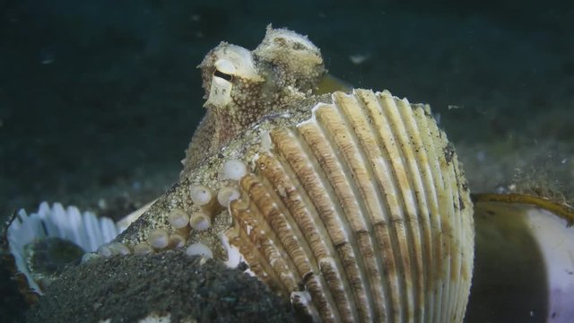 Coconut Octopus (Veined Octopus) use empty shell as a shield
