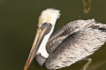 Single Brown Pelican paddling into position to compete for fish scraps, thrown by fisherman, filleting a fish, at a marina, fish cleaning station 