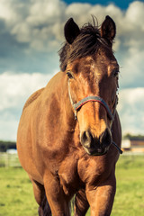 Obraz premium Horse close