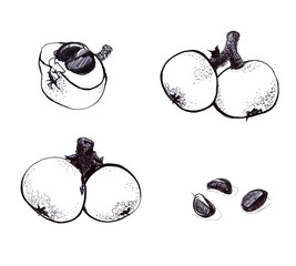Medlar, fruits and seeds. Graphic sketch, linear drawing. Isolated on white background