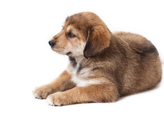 puppy, isolated over white background