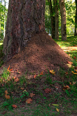 Big brown anthill in beautiful forest