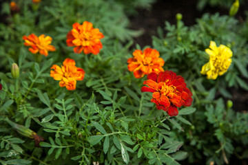 marigolds among the greenery