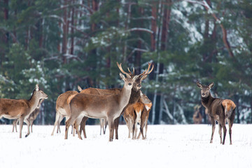 Winter wildlife. Group of noble deers Cervus elaphus in winter forest. Selective focus