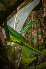 Green Vine Snake